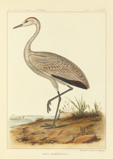 Book Illustration, The Birds of North America: the descriptions of species based chiefly on the collections in the Museum of the Smithsonian Institution, vol. 2, Grus Fraterculus (Little Crane), plate 37