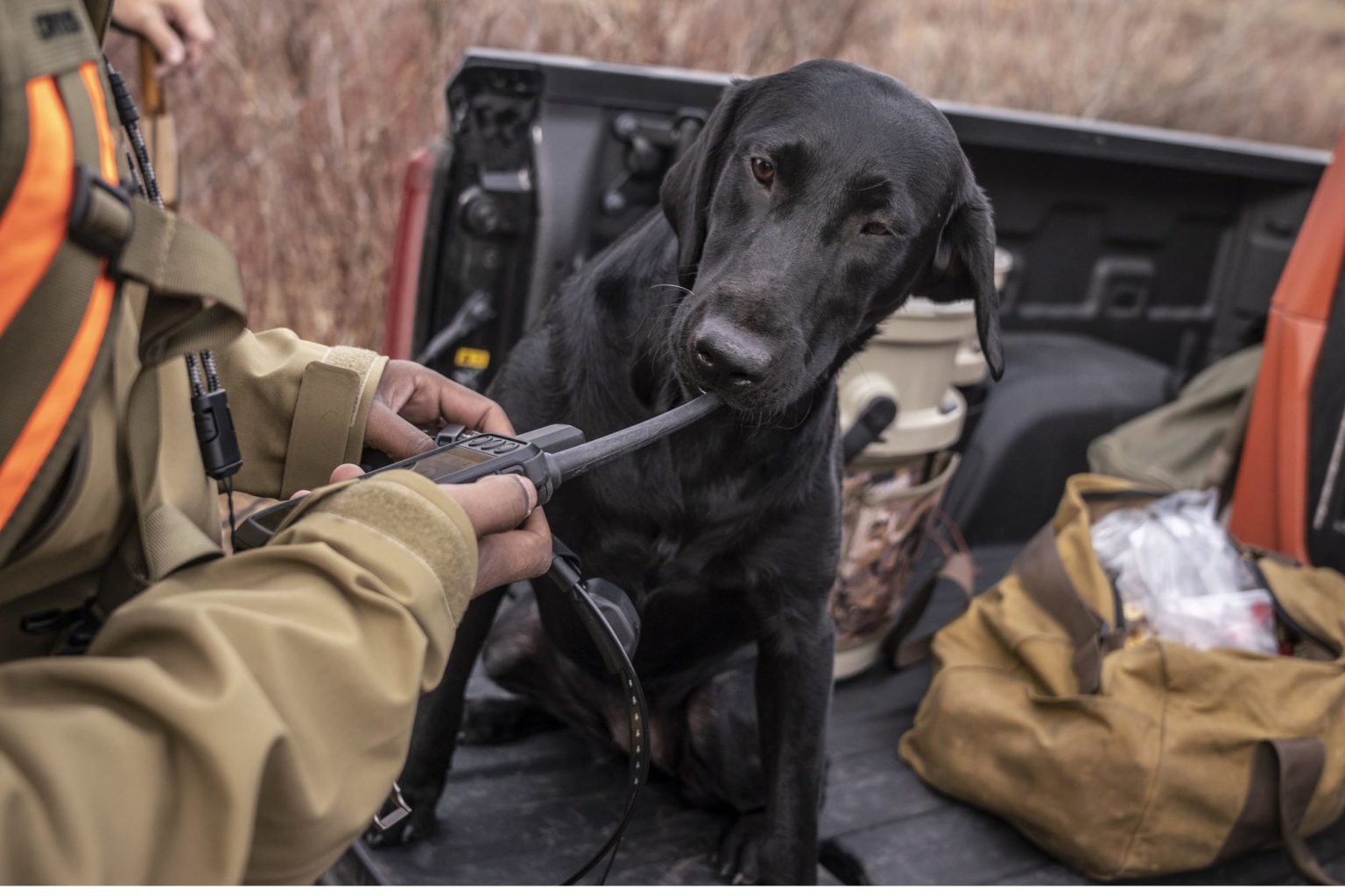 Garmin Alpha 200i Review An Impressive GPS Dog Training Device