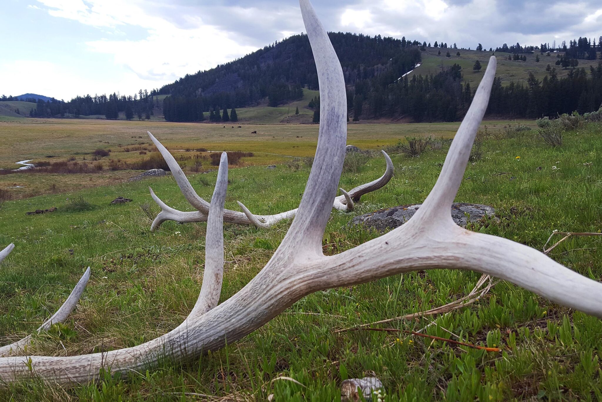 Shed Hunting in Wyoming? You'll Have to Wait a While Longer GearJunkie