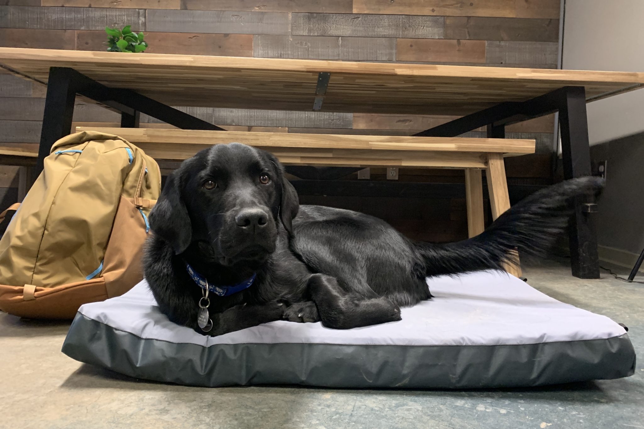 The Hest Dog Bed Review GearJunkie