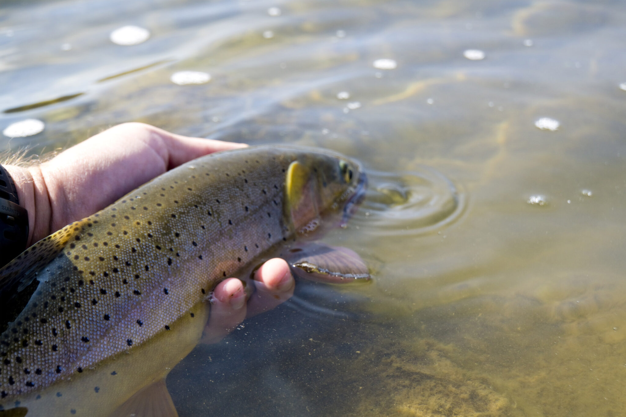 How to Fish in Yellowstone Everything You Need to Know