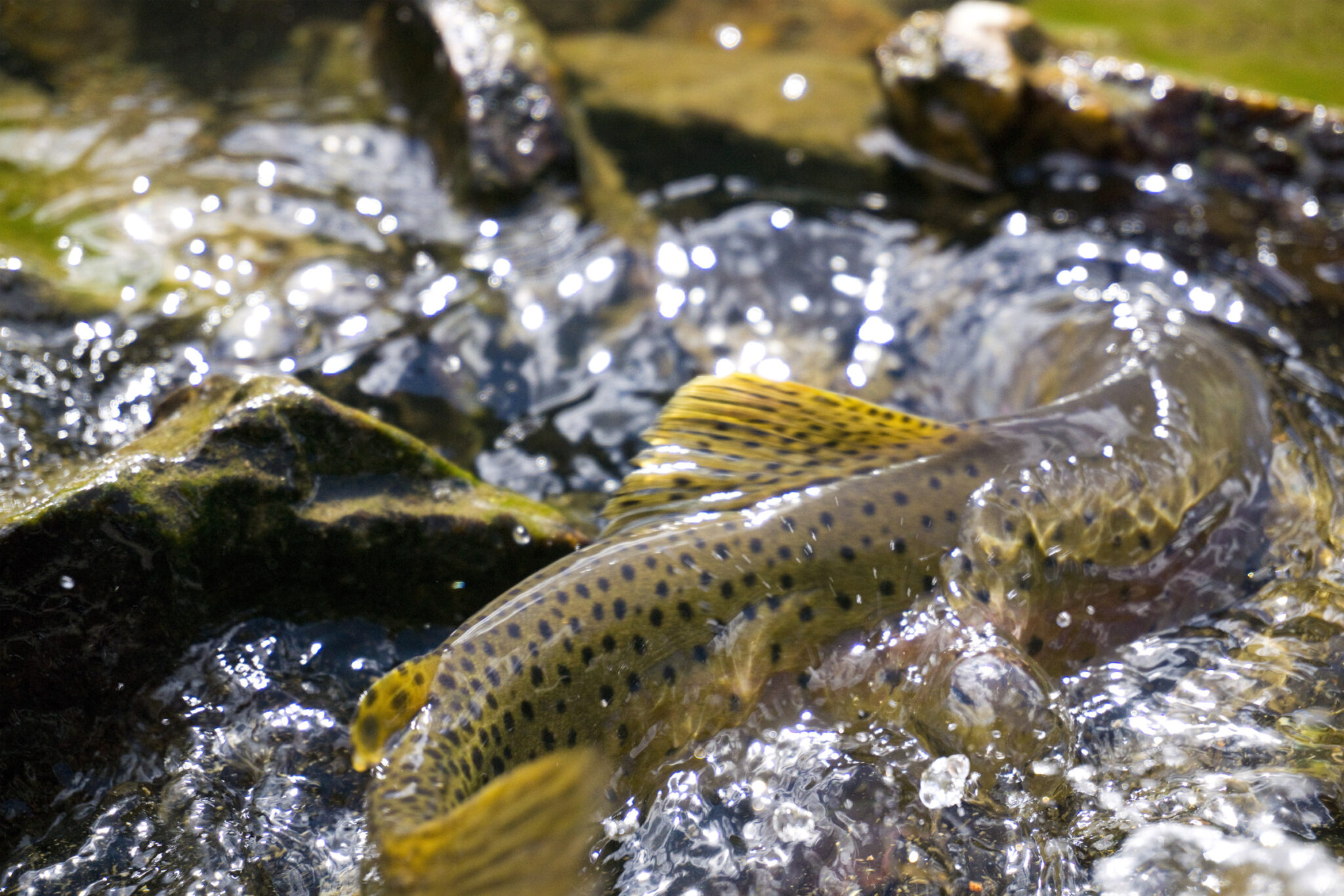 How to Fish in Yellowstone Everything You Need to Know