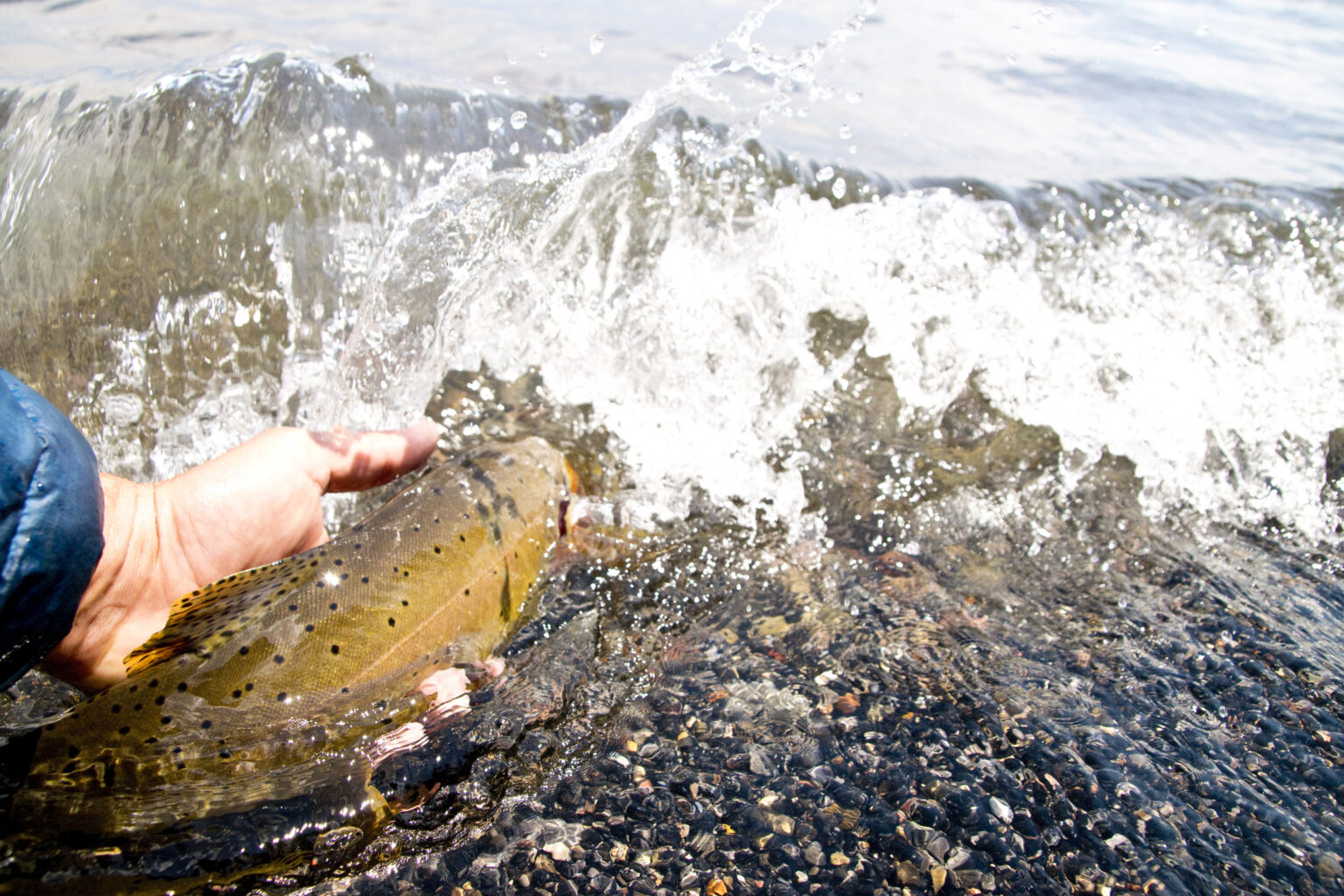How to Fish in Yellowstone Everything You Need to Know