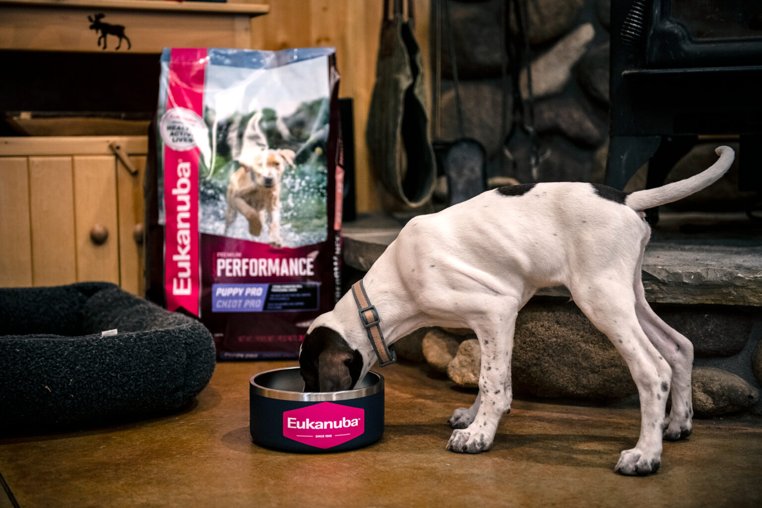 Free Gear Friday 1Year Supply of Eukanuba Dog Food and More GearJunkie
