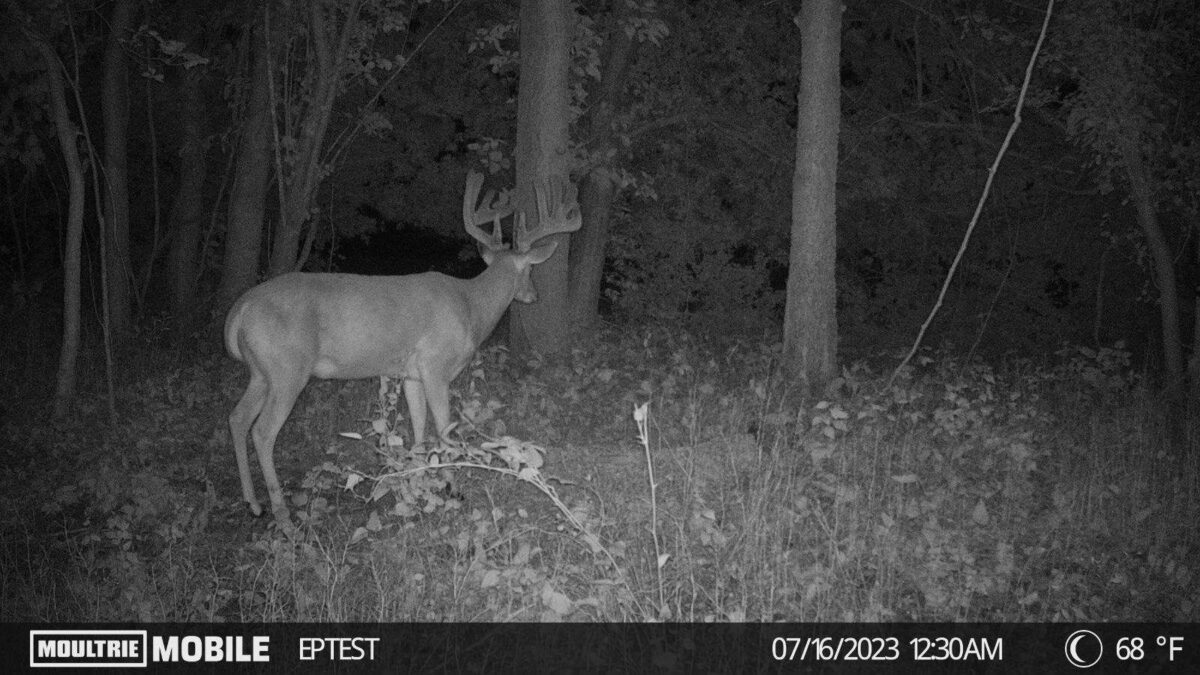 Moultrie Mobile Edge Pro Review A Cellular Trail Cam for the Deer Junkie