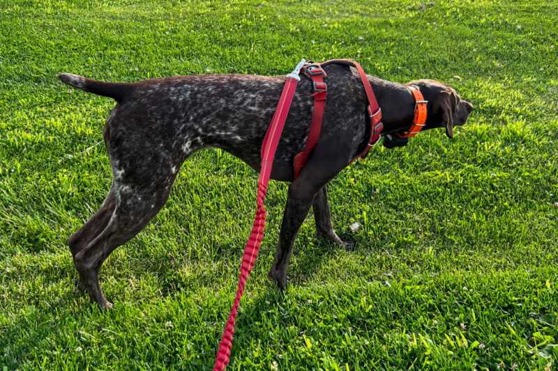 Ruffwear Front Range Dog Harness Review After 5 Years of Testing by a