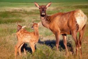 elk calves and mother elk