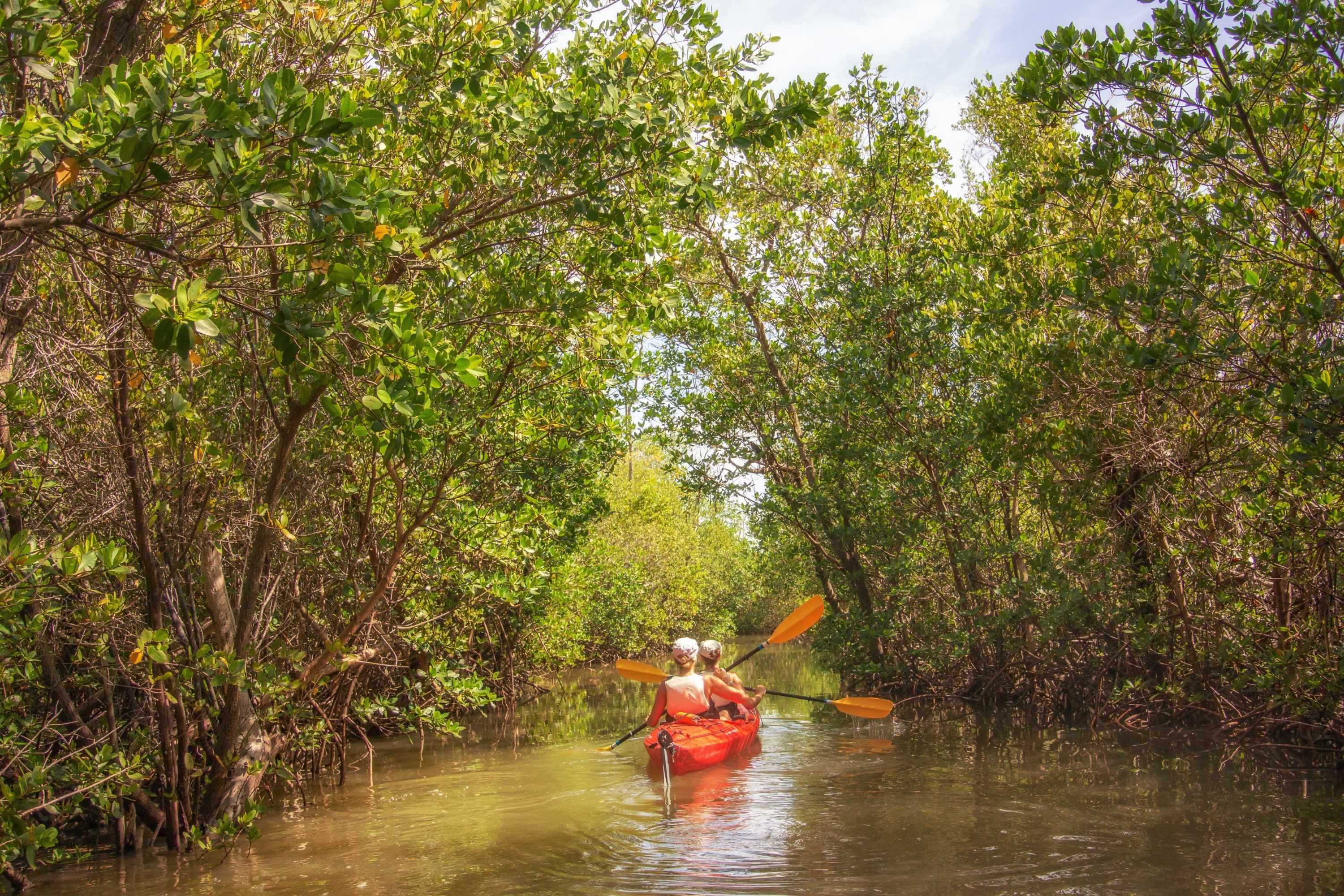 Kayaking in the mangroves