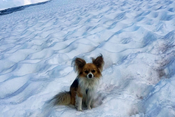 Long-haired chihuahua sits on a glacier