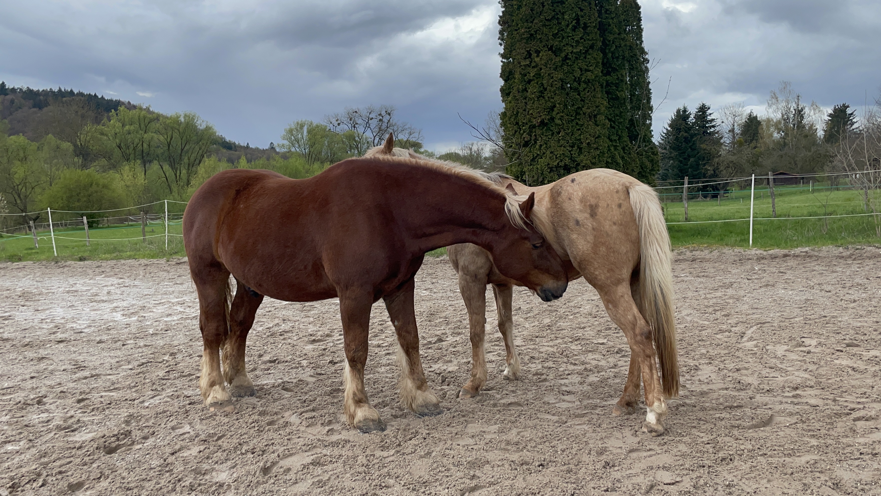Fuchur and Jimmy