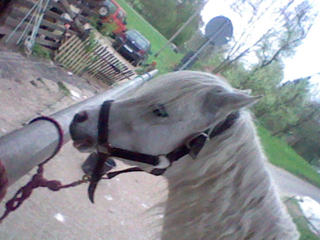 Lovis' head