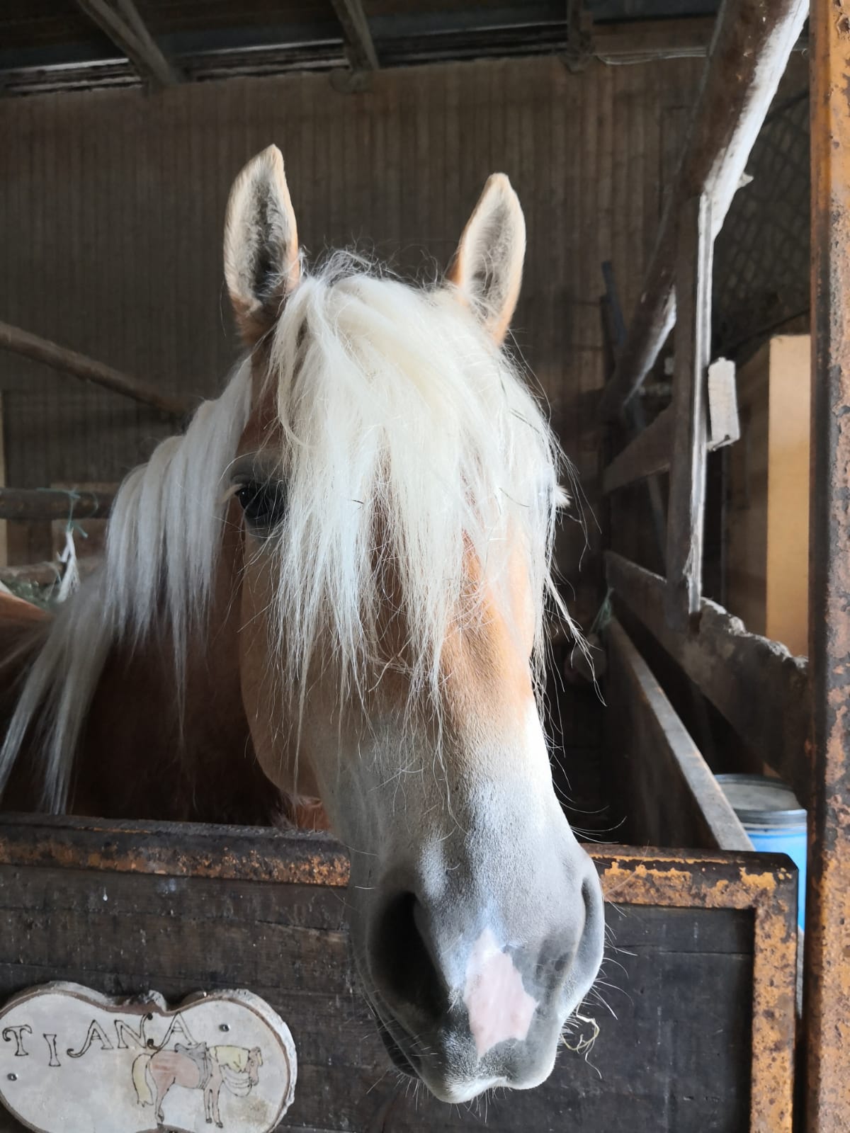 Tiana in stall