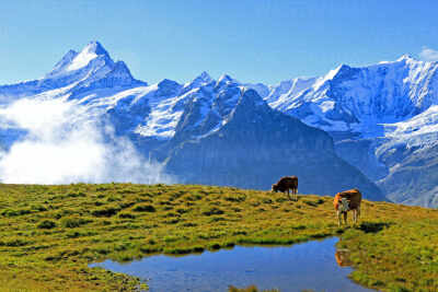 Grindelwald Switzerland