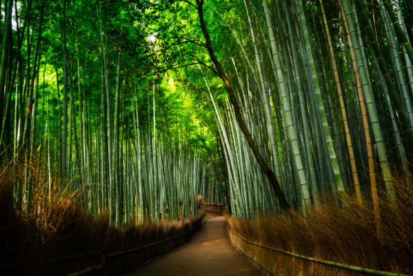 Arashiyama Bamboo Grove