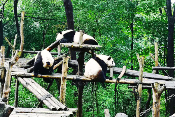 Chengdu Research Base of Giant Panda Breeding
