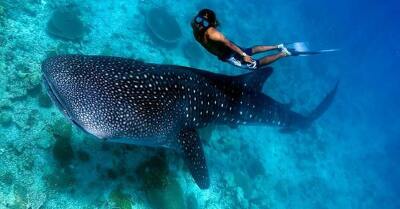 Donsol Whale Shark Interaction Center