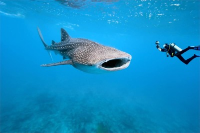Holbox Whale Shark Tours