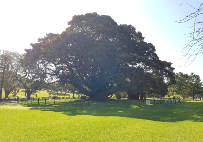 The Royal Botanic Garden