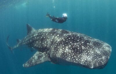 Whale Shark Safari Tours