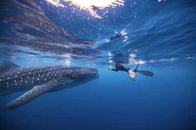 Where To Swim With Whale Sharks