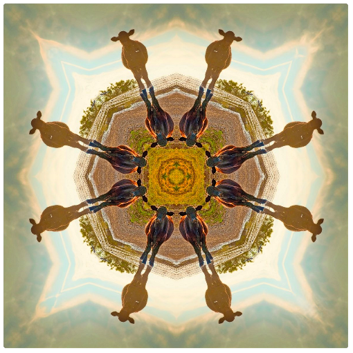 Cow Planet