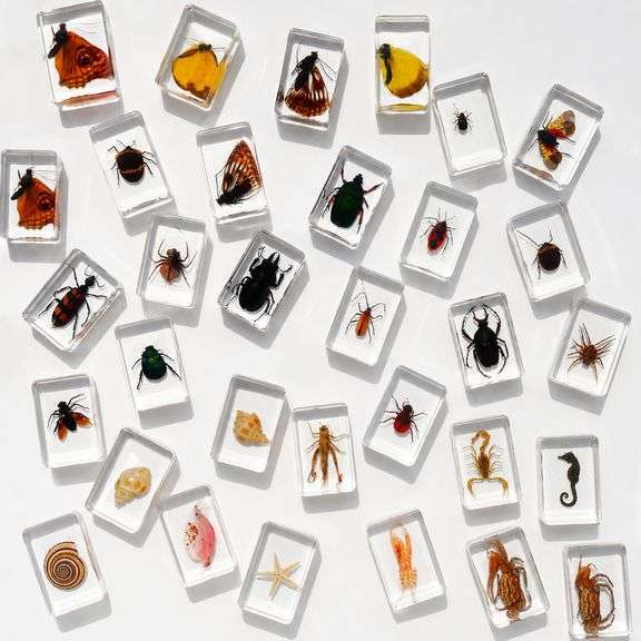 Lot of 40 Real Insects Preserved Collection