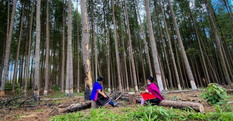Colombian Peasants Are Taking on an Irish Multinational— and Being Met With Violence - Vimarsana News