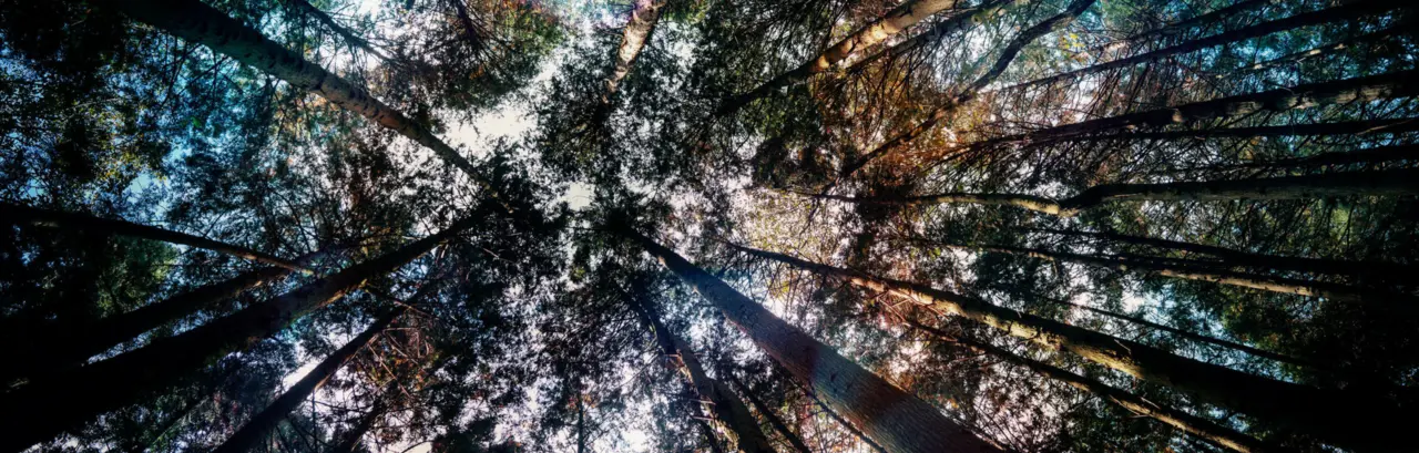 View looking through trees in a forest to see the blue sky beyond
