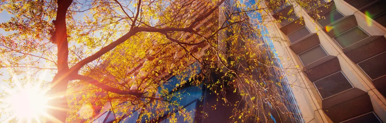 Sunlight, trees and city buildings