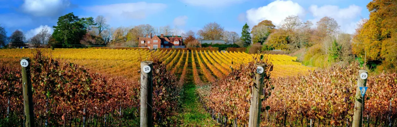Autumn colours on the vines of the vineyard at Hambledon, Hampshire, UK