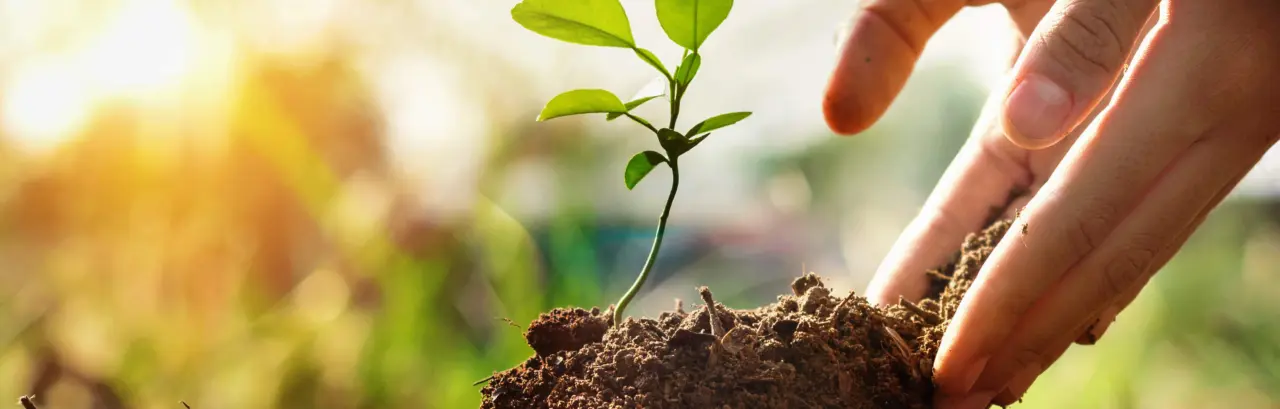 Hand of child planting small tree in garden with sunset.