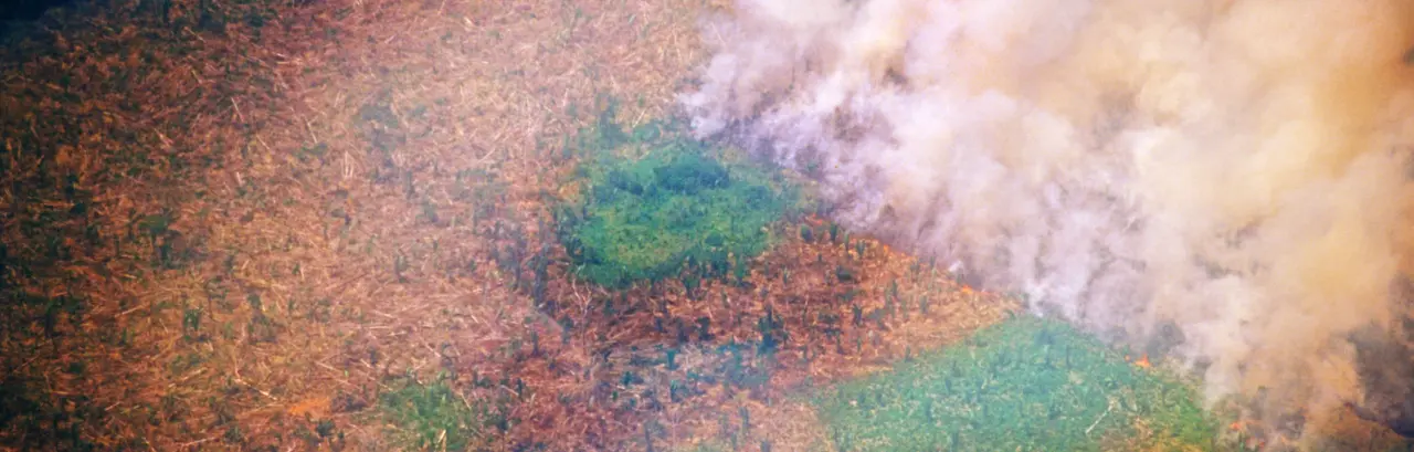 Fire burning through the Amazon rain forrest