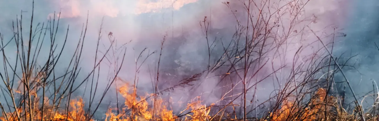 wildland fire