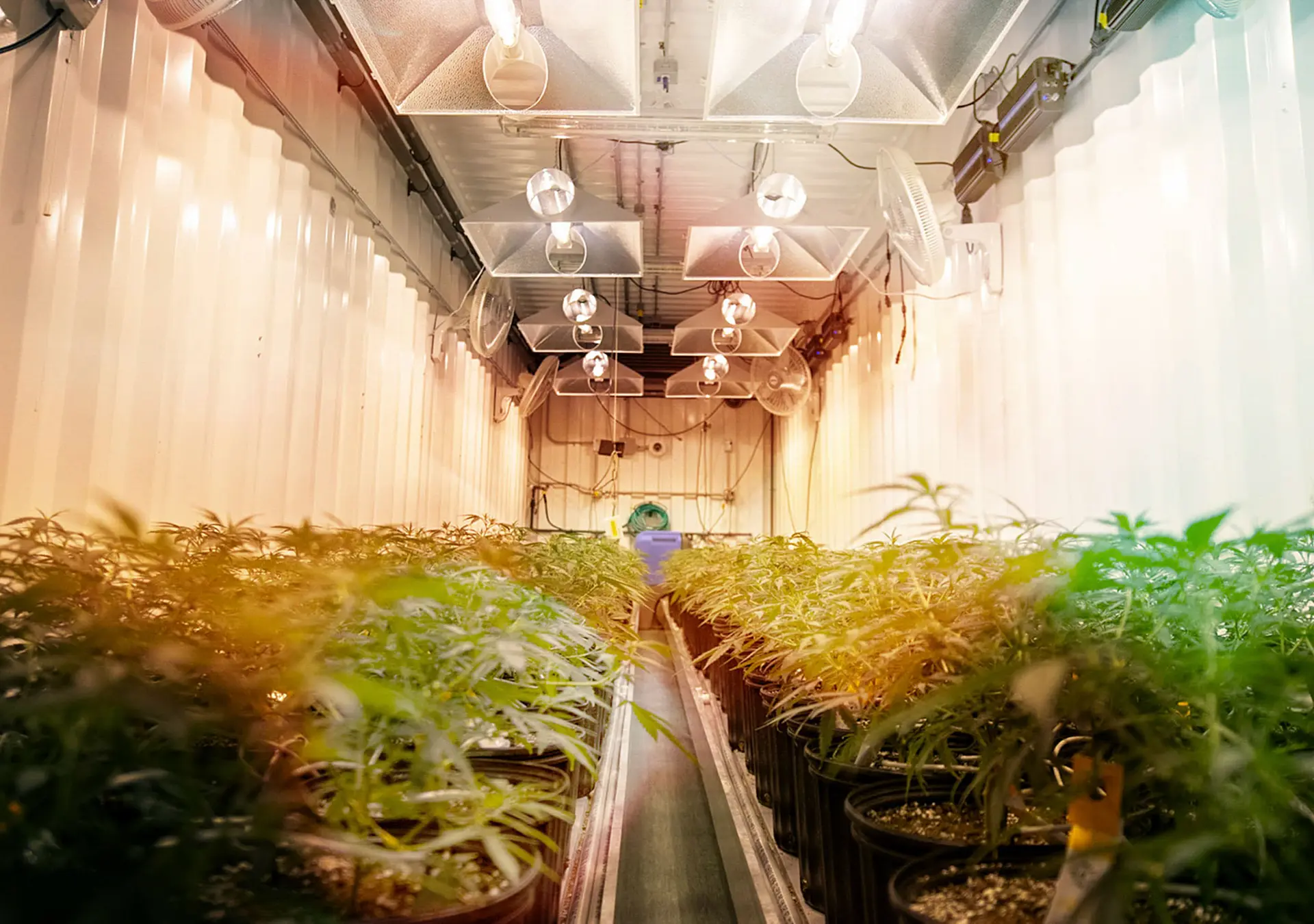 Industrial Cannabis Facility with Full plants and lighting