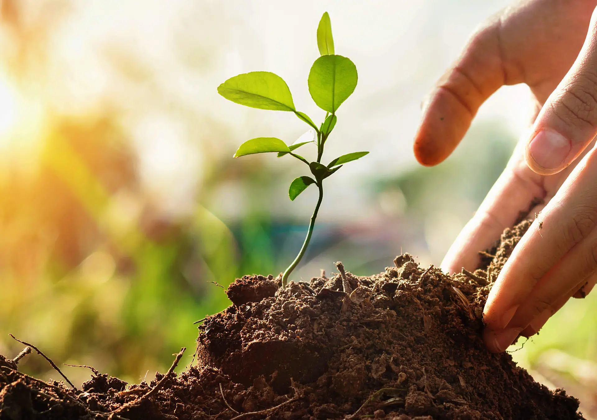 Hand of child planting small tree in garden with sunset.