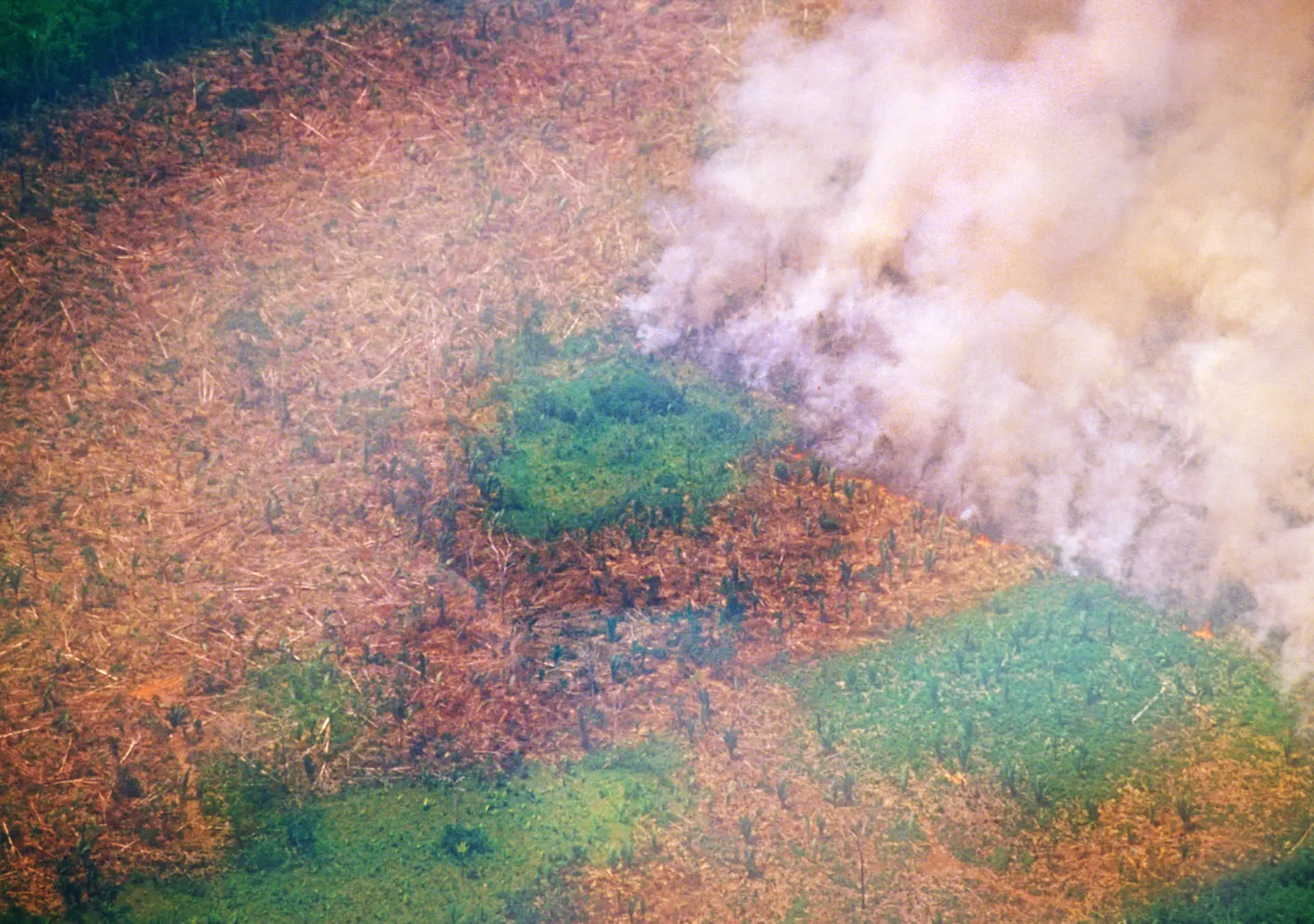 Fire burning through the Amazon rain forrest