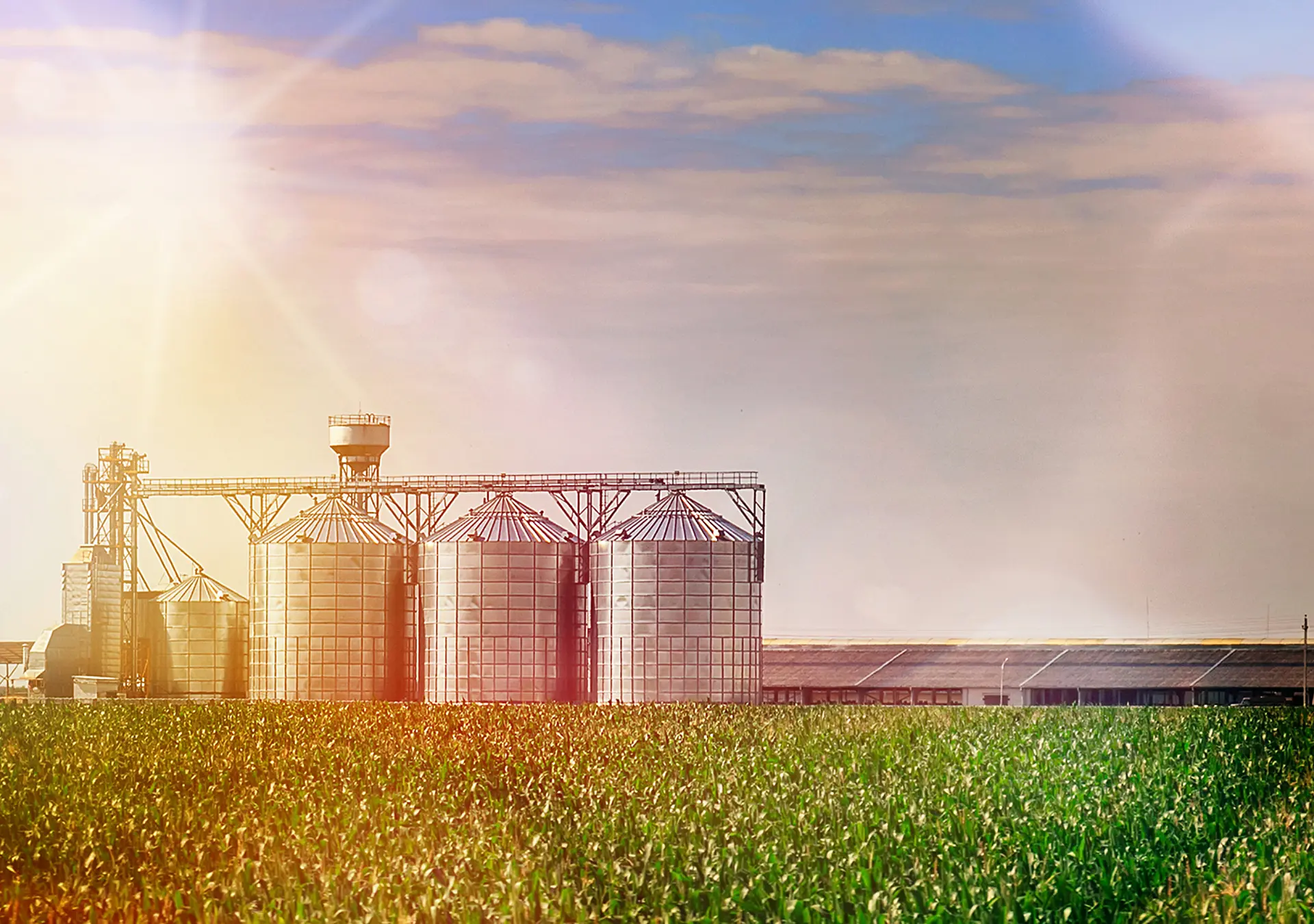 Grain Silos in corn Field. Set of storage tanks cultivated agricultural crops processing plant.