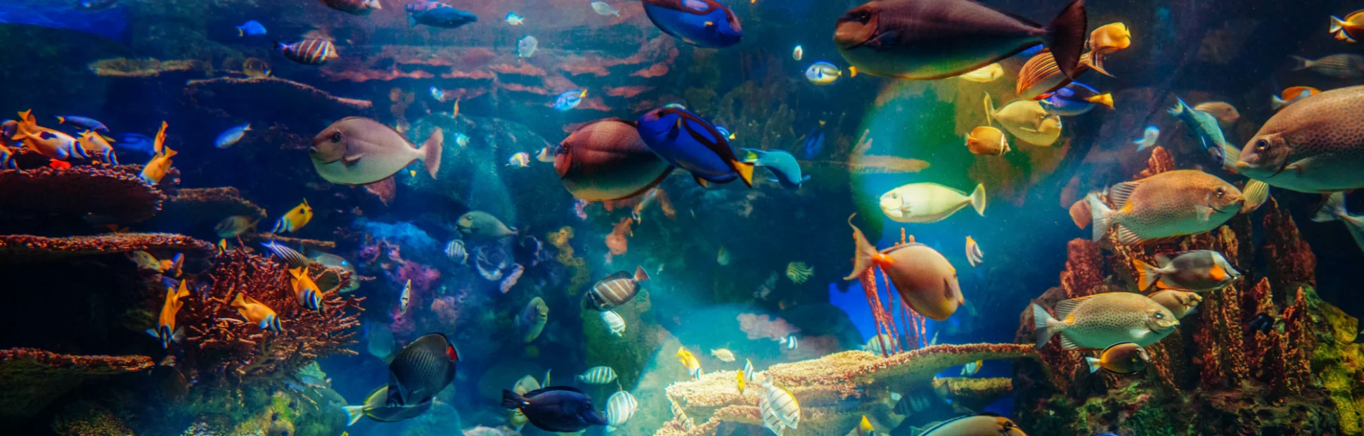 Shoal group of many red yellow tropical fishes in blue water with coral reef