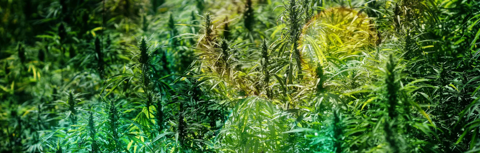 Field of hemp in a hill area. Green and ready for harvest for many hemp products.