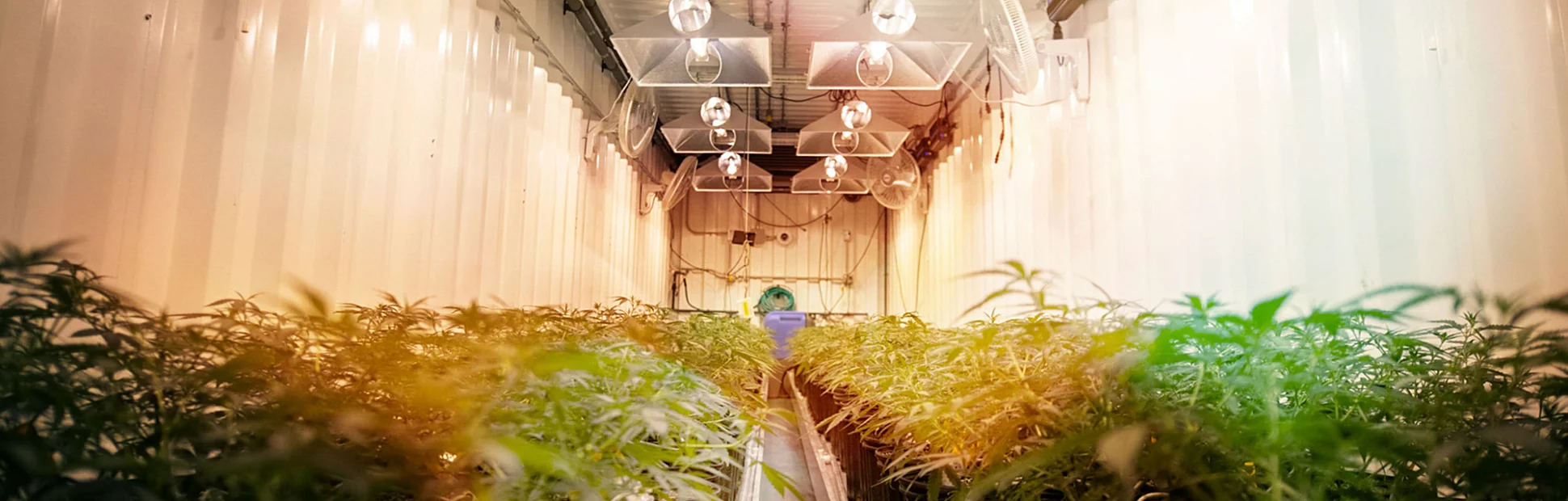 Industrial Cannabis Facility with Full plants and lighting