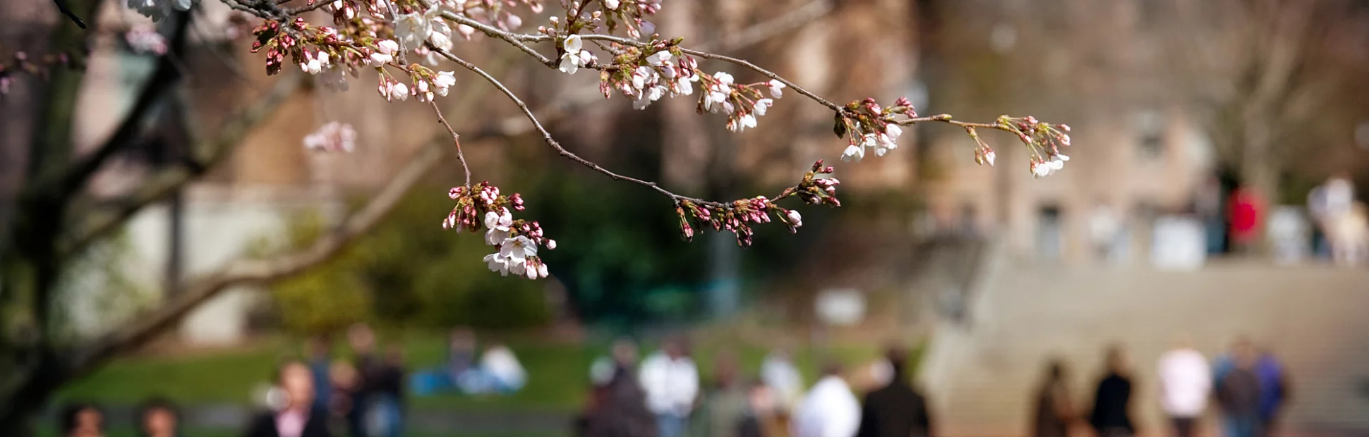 Cherry blossoms in spring on the University of Washington campus