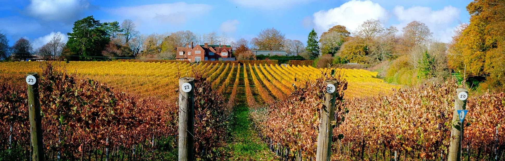Autumn colours on the vines of the vineyard at Hambledon, Hampshire, UK