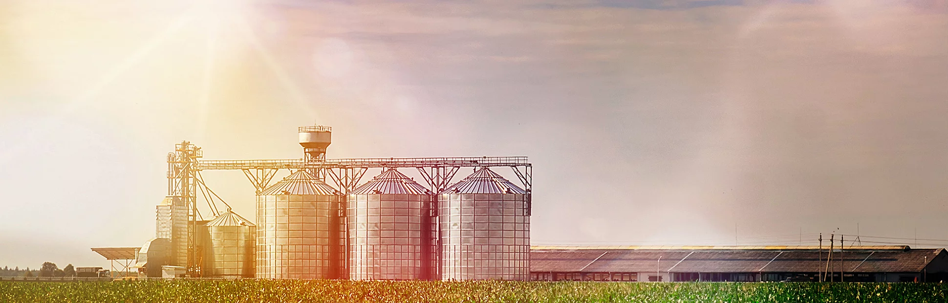 Grain Silos in corn Field. Set of storage tanks cultivated agricultural crops processing plant.