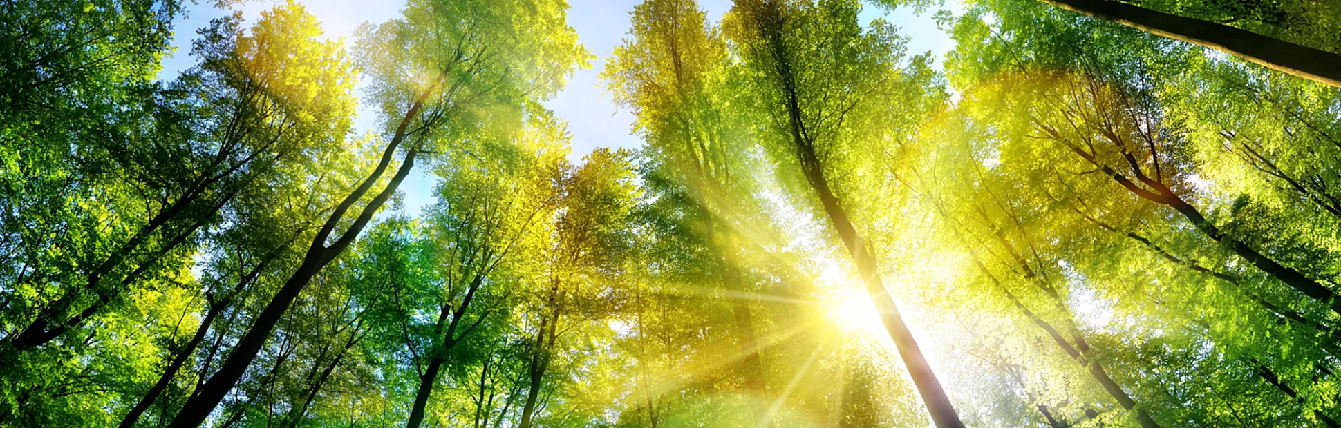 The sun beautifully illuminating the green treetops of tall beech trees in a forest clearing