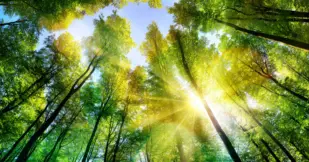 The sun beautifully illuminating the green treetops of tall beech trees in a forest clearing