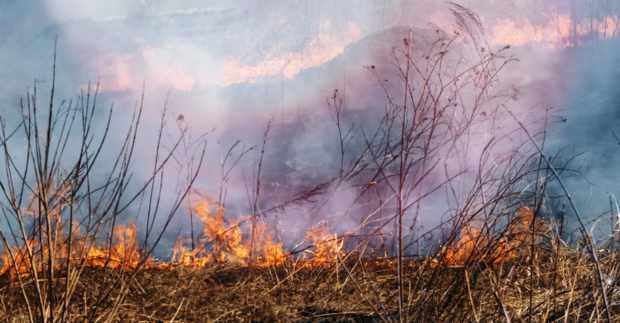 wildland fire