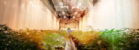 Industrial Cannabis Facility with Full plants and lighting