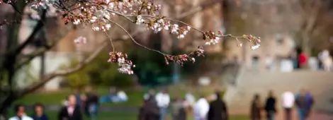 Cherry blossoms in spring on the University of Washington campus