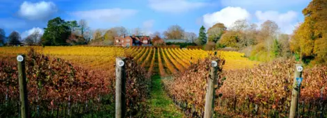 Autumn colours on the vines of the vineyard at Hambledon, Hampshire, UK