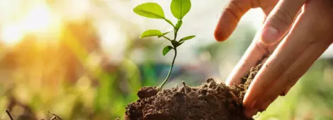 Hand of child planting small tree in garden with sunset.